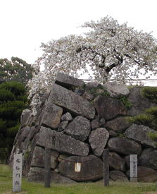 郡山城跡の桜